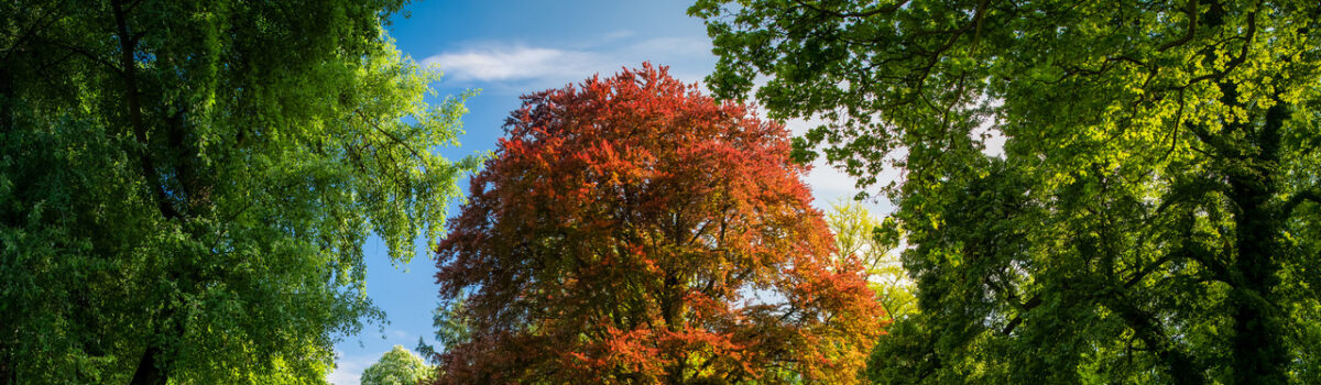 Buk z Dalkowa w konkursie European Tree of the Year