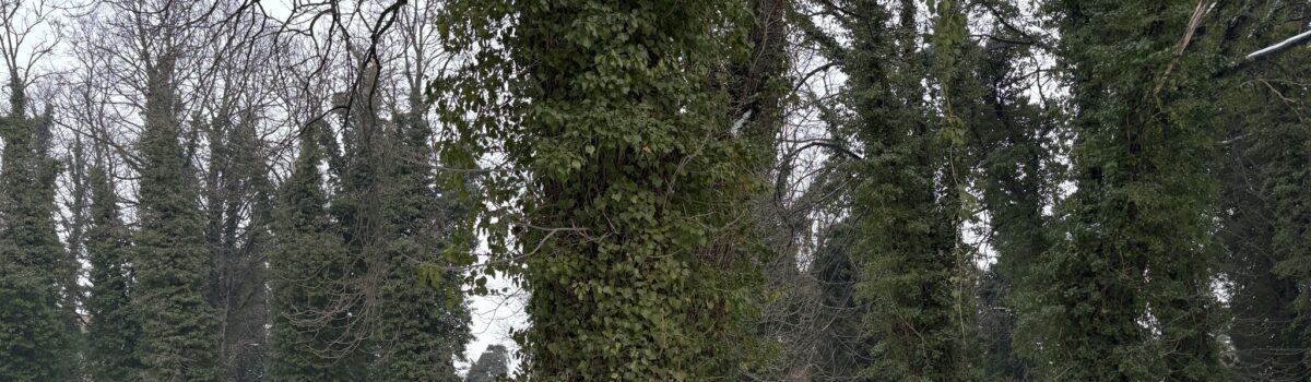 Ośrodek Kultury Ochoty w Tajemniczym Ogrodzie