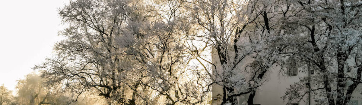 Zagłosuj na polskie drzewo w europejskim konkursie!