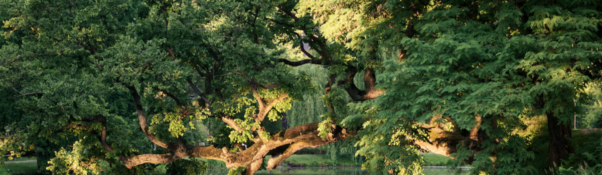 Europejskie Drzewo Roku – zagłosuj na Krzywe Drzewo w Szydłowcu!